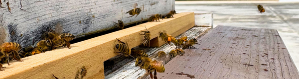A Fall Update From Our Rooftop Bees